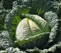 Clarissa – Cabbage Seed