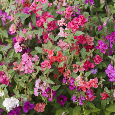 Heirloom Clarkia Elegans Flower Seeds, Non-GMO Graceful Annual Blooms for Garden Planting