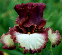 Class Ring Bearded Iris