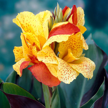 Cleopatra Dwarf Canna