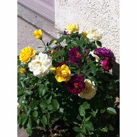 Mixed (Mixed scientific name) for planting in garden