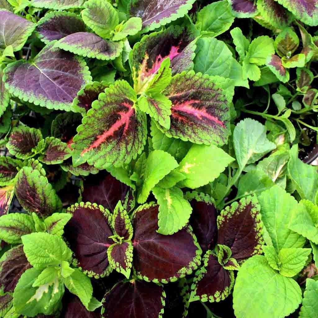 Coleus- Mixed Rainbow