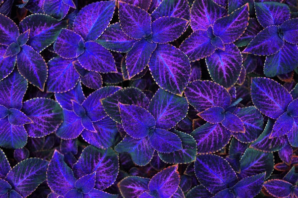 Violet Coleus Plant Seeds – Heirloom, Non-GMO, Perfect for Garden Planting