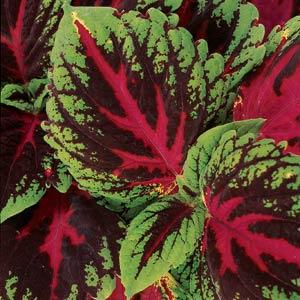Heirloom Coleus kong Red Flower Seeds for planting in home garden