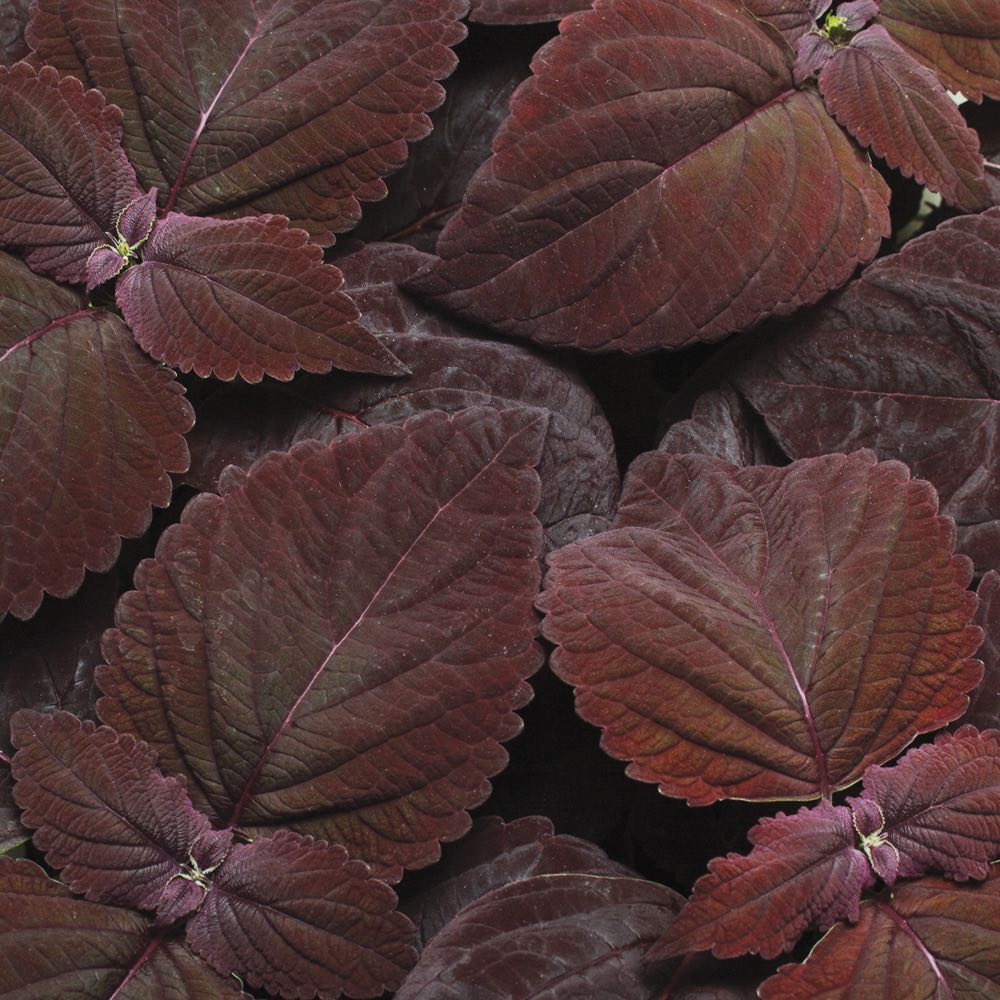 Coleus Premium Sun Dark Chocolate Flower Seeds for Planting - heirloom seeds