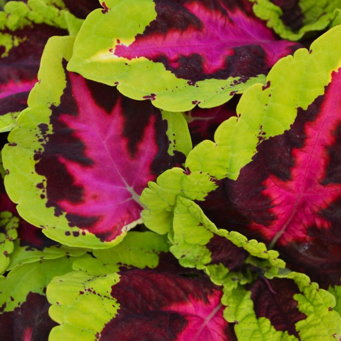 Heirloom Coleus kong rose Plant Seeds for Planting - Beautiful Blooms, garden seeds