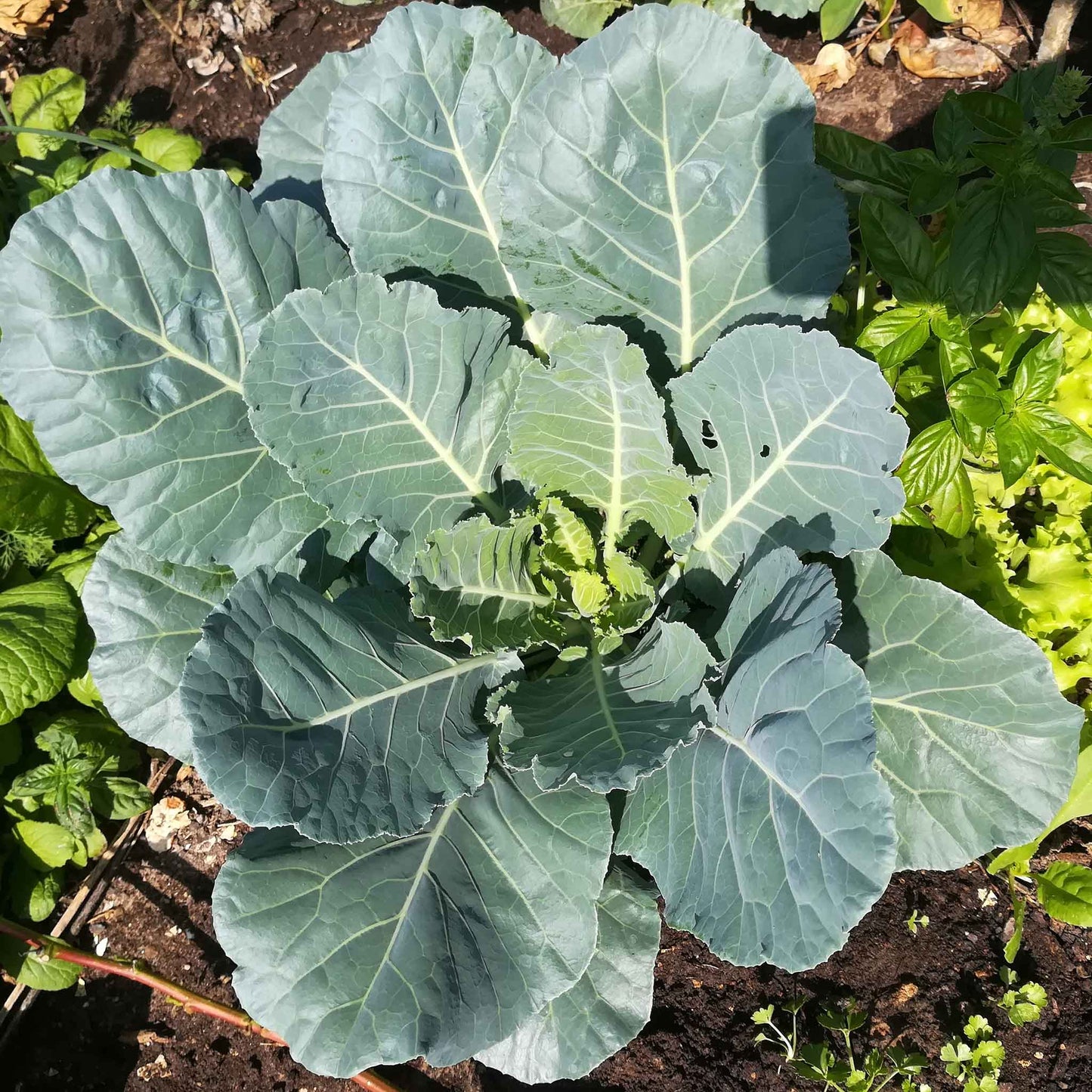 Collards- Champion