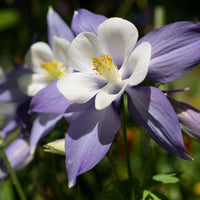 Columbine Flower Seeds for Planting 100