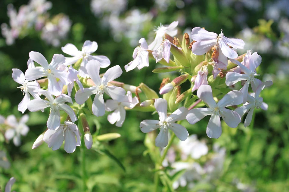 Soapwort- White Beauty