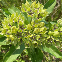 Heirloom Asclepias Flower Seeds, Non-GMO Pollinator-Friendly Blooms for Garden Planting