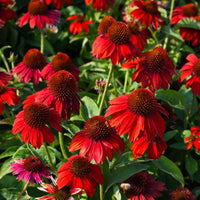 Red Echinacea Coneflower Seeds for Planting - Heirloom Seeds to attract Pollinators & Butterflies