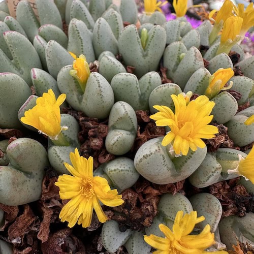 Heirloom Non-GMO Yellow Conophytum Flower Seeds for Succulent Gardens and Decorative Planting
