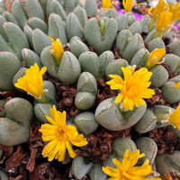 Heirloom Non-GMO Yellow Conophytum Flower Seeds for Succulent Gardens and Decorative Planting for planting in home garden