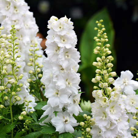 Larkspur- Imperial White King
