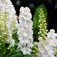 Larkspur- Imperial White King