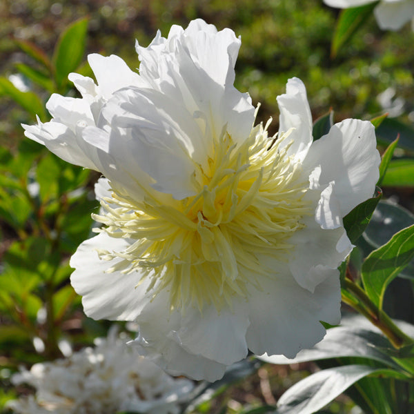 Bride's Dream Peony