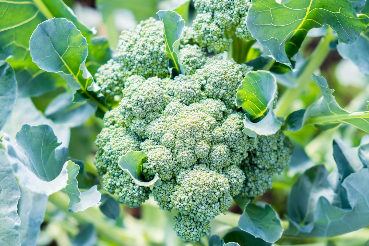 Sweet Bunch – Broccoli Seed