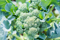 Sweet Bunch – Broccoli Seed