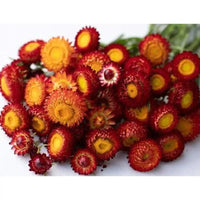 Everlasting Daisy- Copper Red