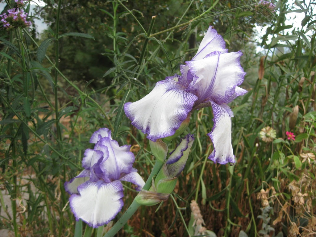 Hemstitched Reblooming Bearded Iris Seeds
