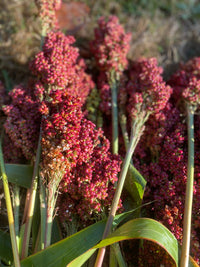 Heirloom Sorghum Flower Seeds, Non-GMO Ornamental Grass Blooms for Garden and Landscape Planting