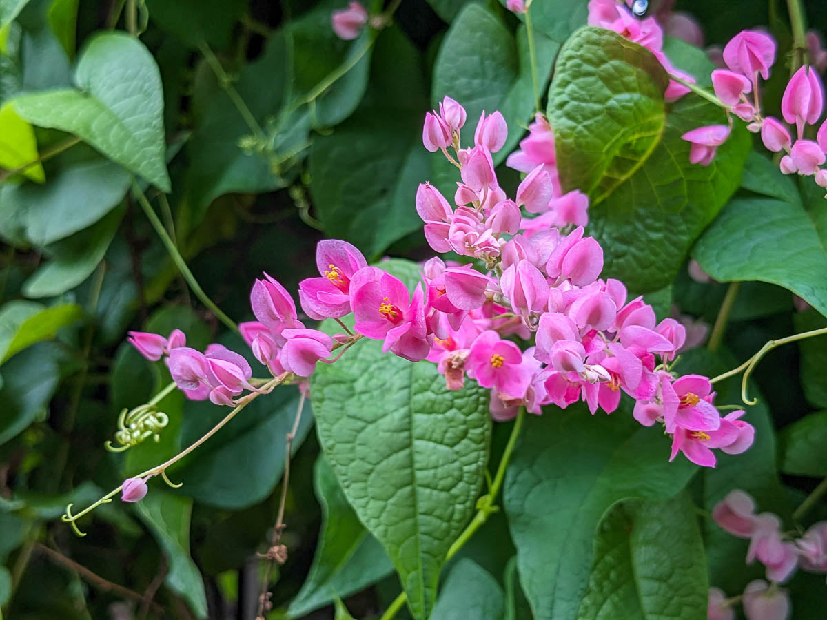 Coral Vine