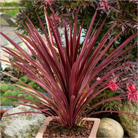 Heirloom Cordyline Australis Plant Seeds, Non-GMO Tropical Foliage for Decorative Garden Planting for planting in home garden