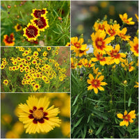 Coreopsis- Dwarf Radiata Mix