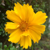 Coreopsis- Mayfield Giants