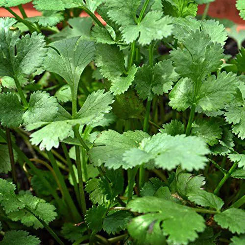 Coriander Green Aroma Vegetable Seeds