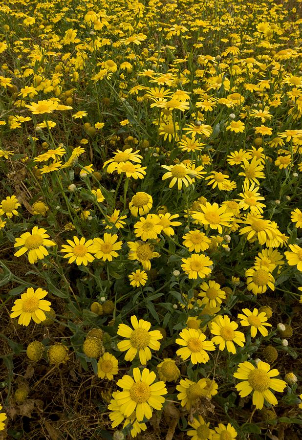 Heirloom Non-GMO Marigold Chrysanthemum Flower Seeds for Planting – Bright Seasonal Garden Blooms