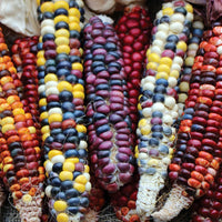 Painted Mountain – Organic Corn Seed