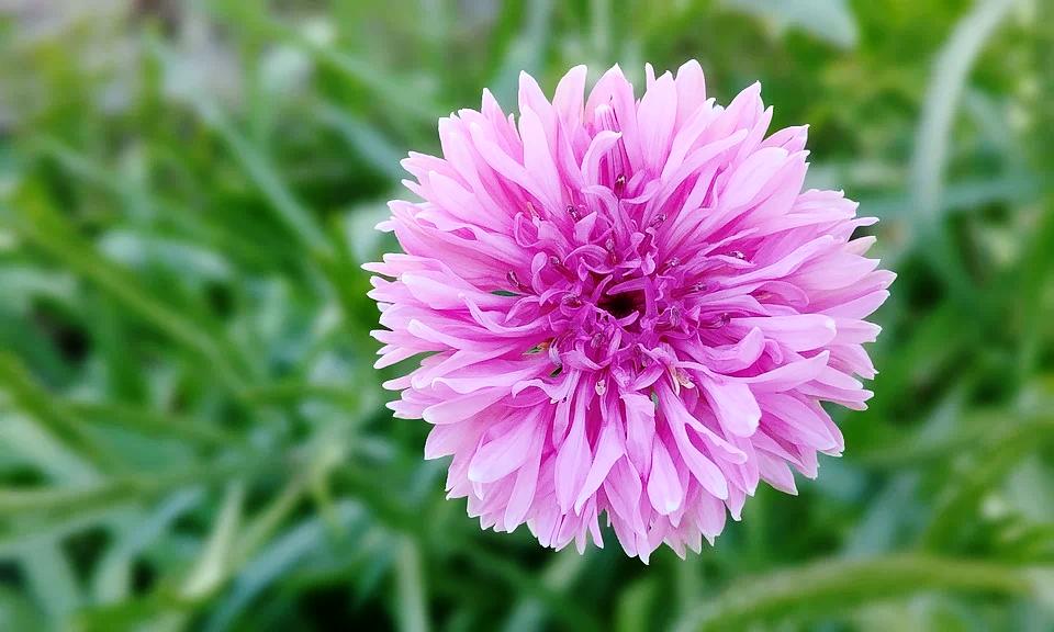 Cornflower- Pink Ball