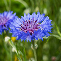 Centaurea (Centaurea scientific name) for planting in garden
