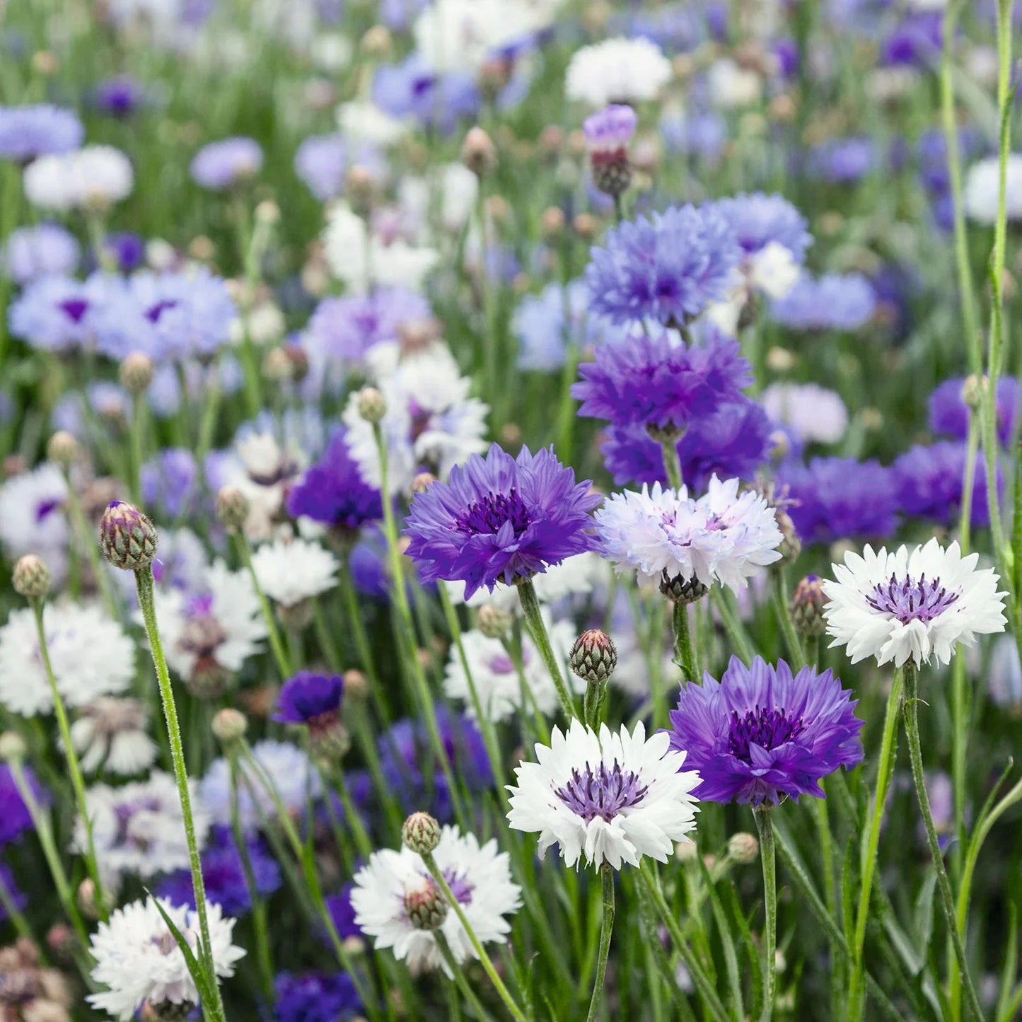Cornflower- Classic Fantastic