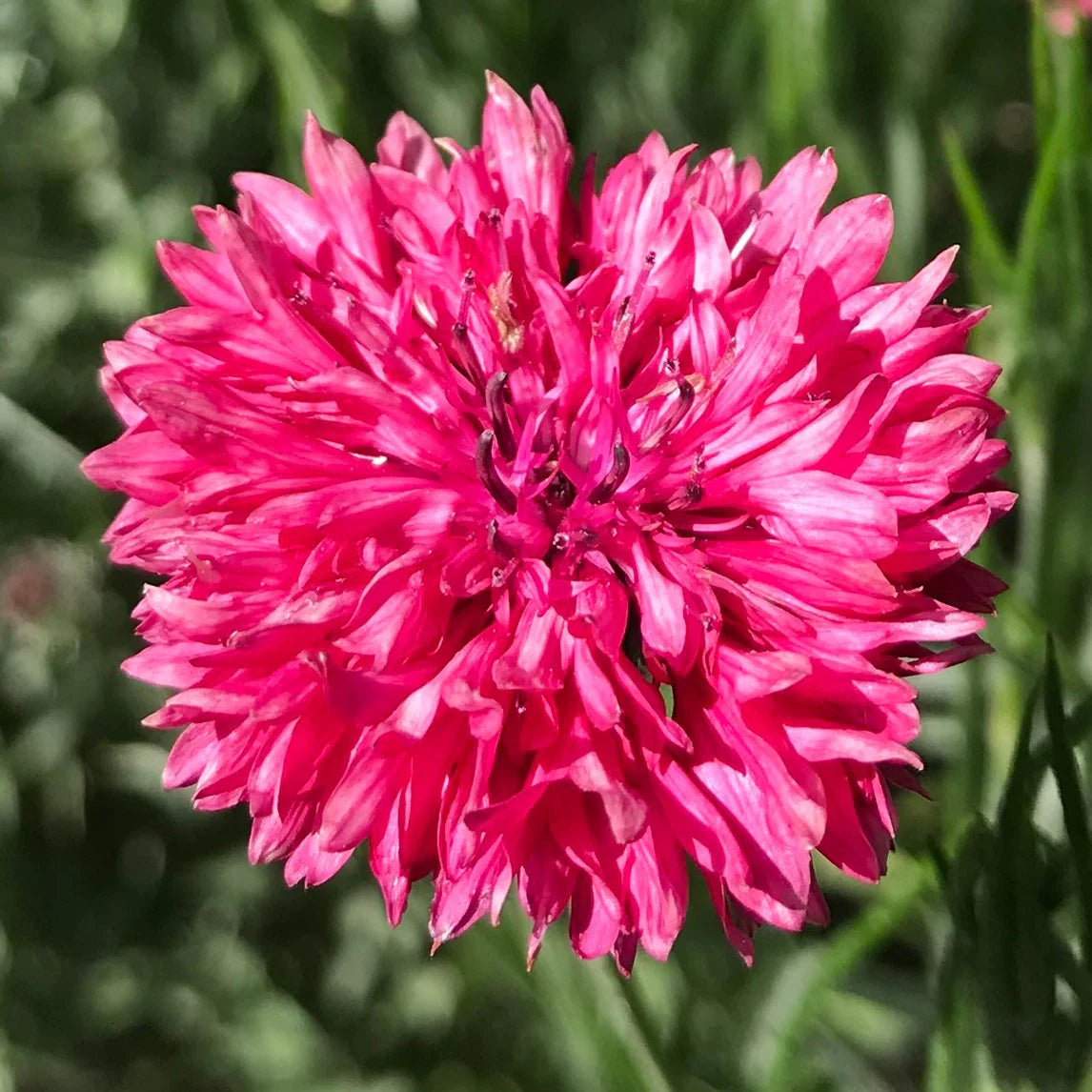 Cornflower- Red Ball