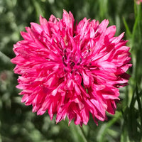 Cornflower- Red Ball