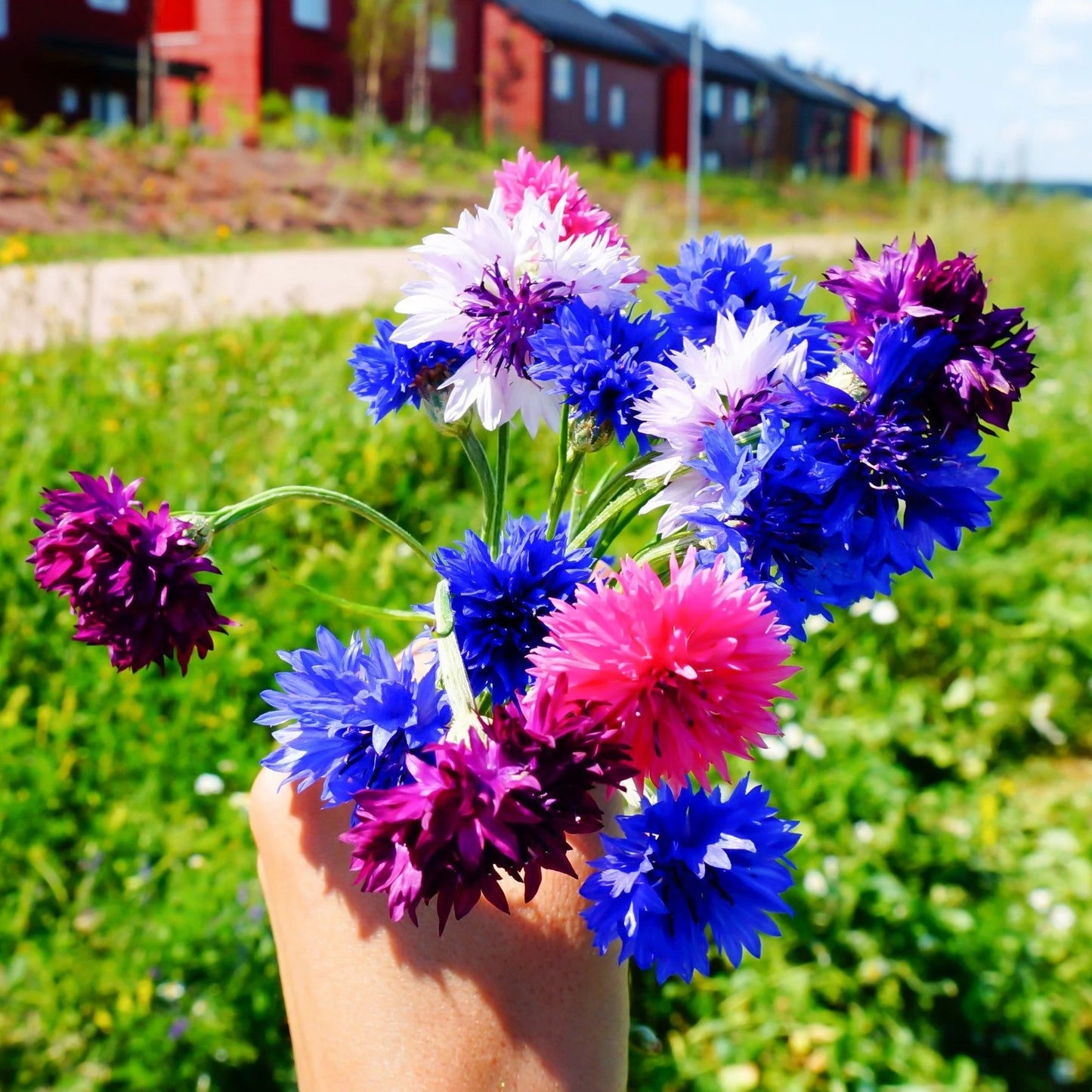 Cornflower- Tom Pouce Mix