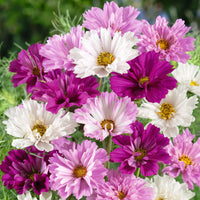 Double Cosmos Mixed Color Seeds