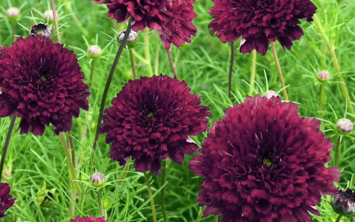 Cosmos Double Click Cranberries Flower Seeds for Planting – Vibrant, Heirloom Garden Blooms