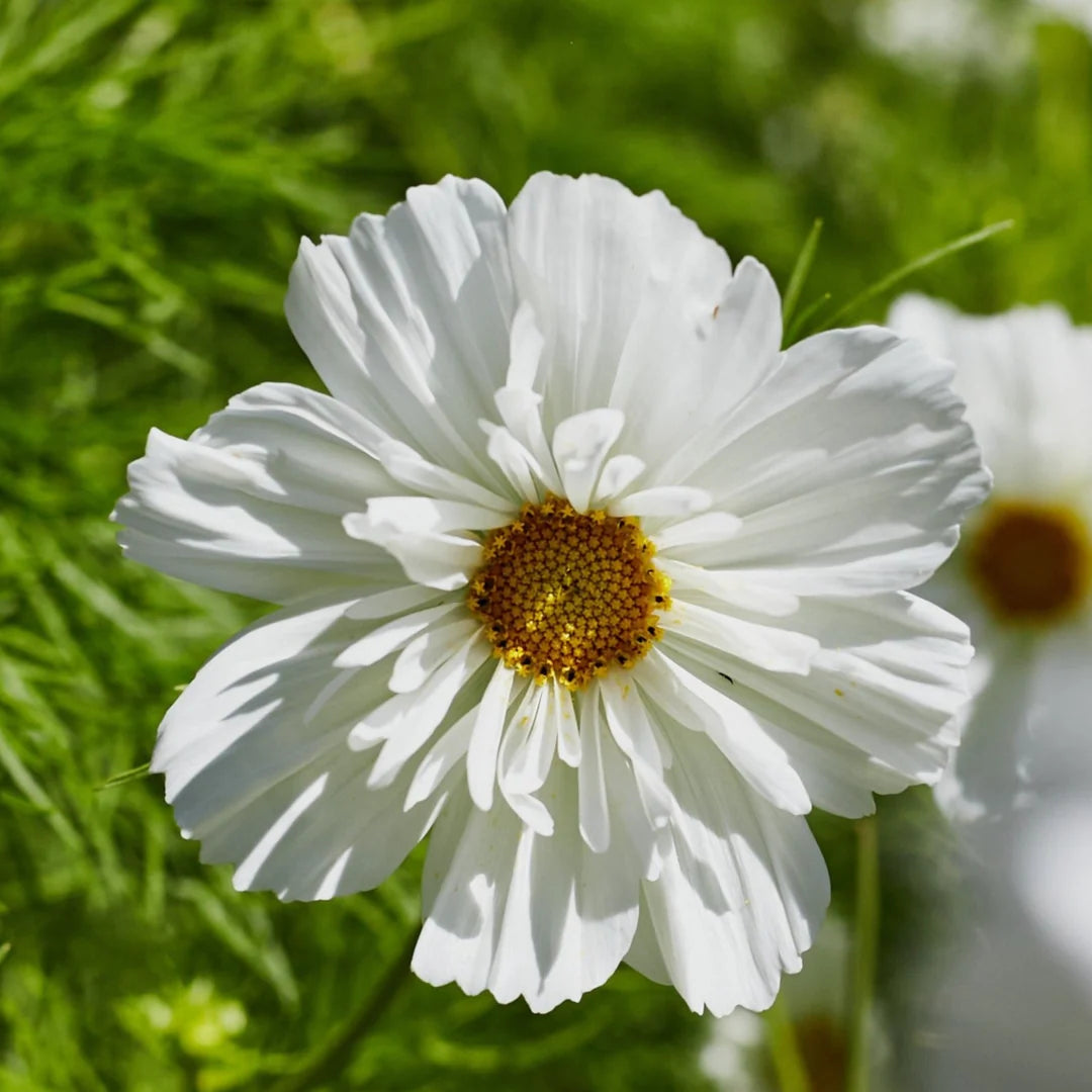 Fizzy White – Cosmos Seed