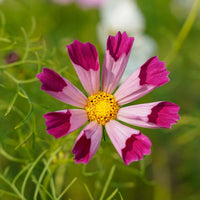 Sea Shells – Organic Cosmos Seed