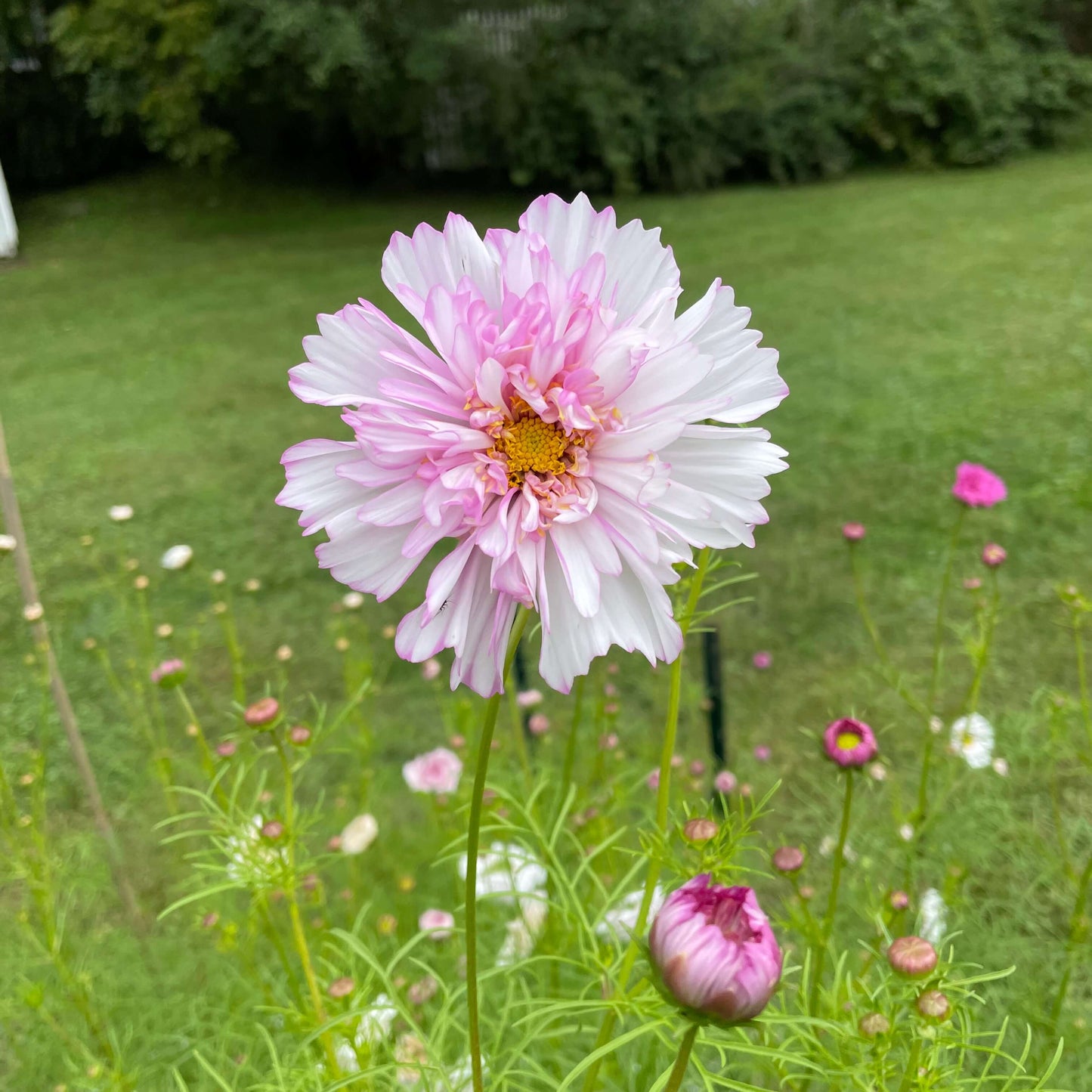Double Click Bicolor Pink – Cosmos Seed