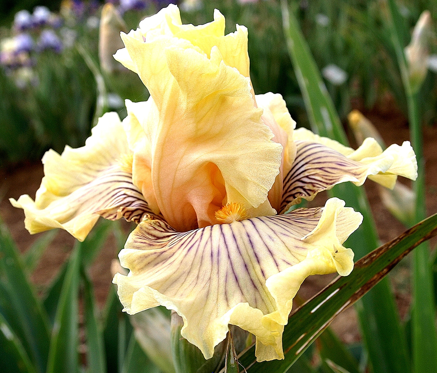 Cotillion Gown Bearded Iris