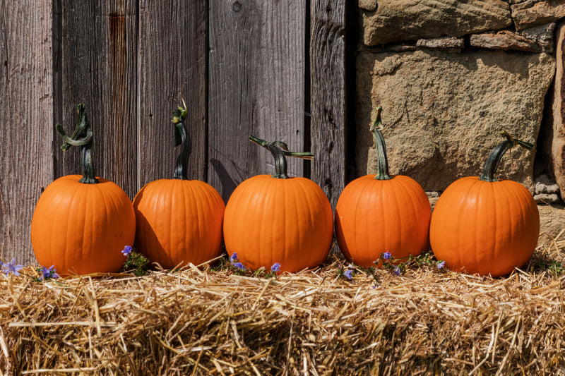 Renegade PMR – Pumpkin Seed