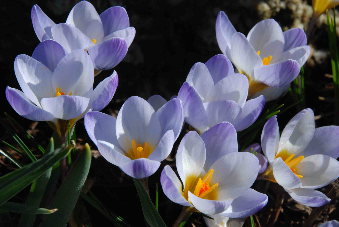 Blue Pearl Snow Crocus Seeds
