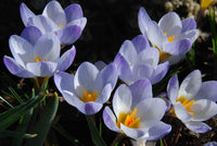 Blue Pearl Snow Crocus Seeds
