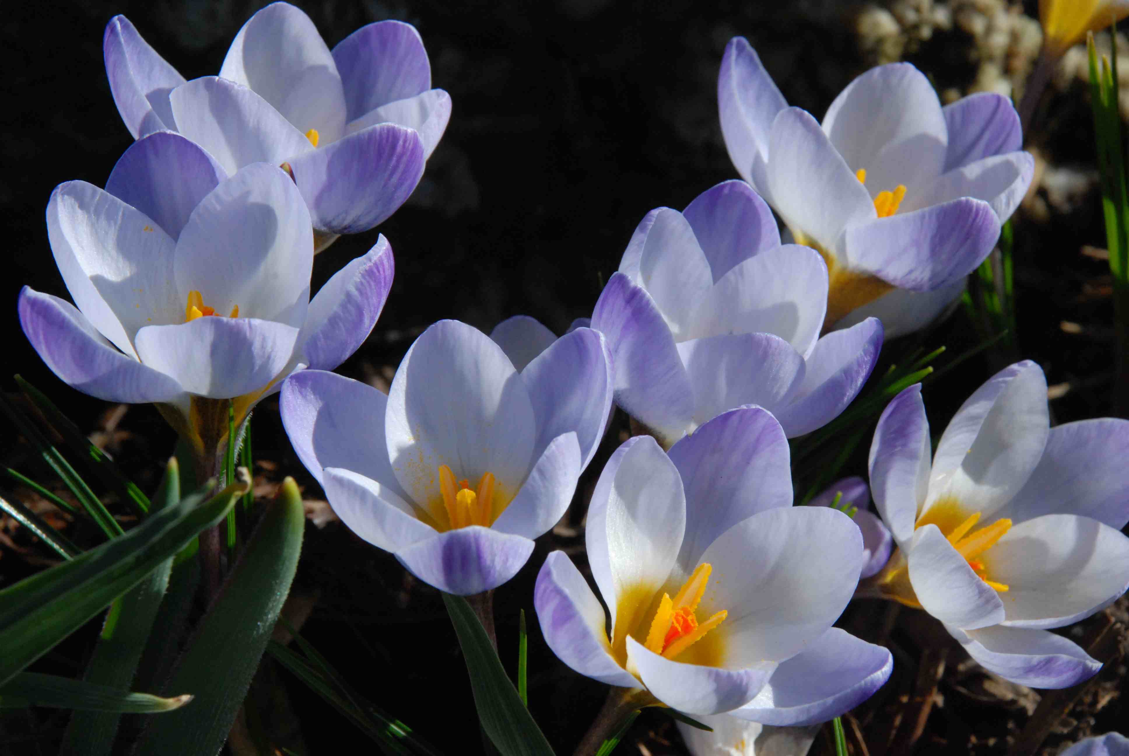 Blue Pearl Snow Crocus Seeds