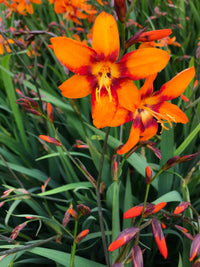 Emily McKenzie Crocosmia