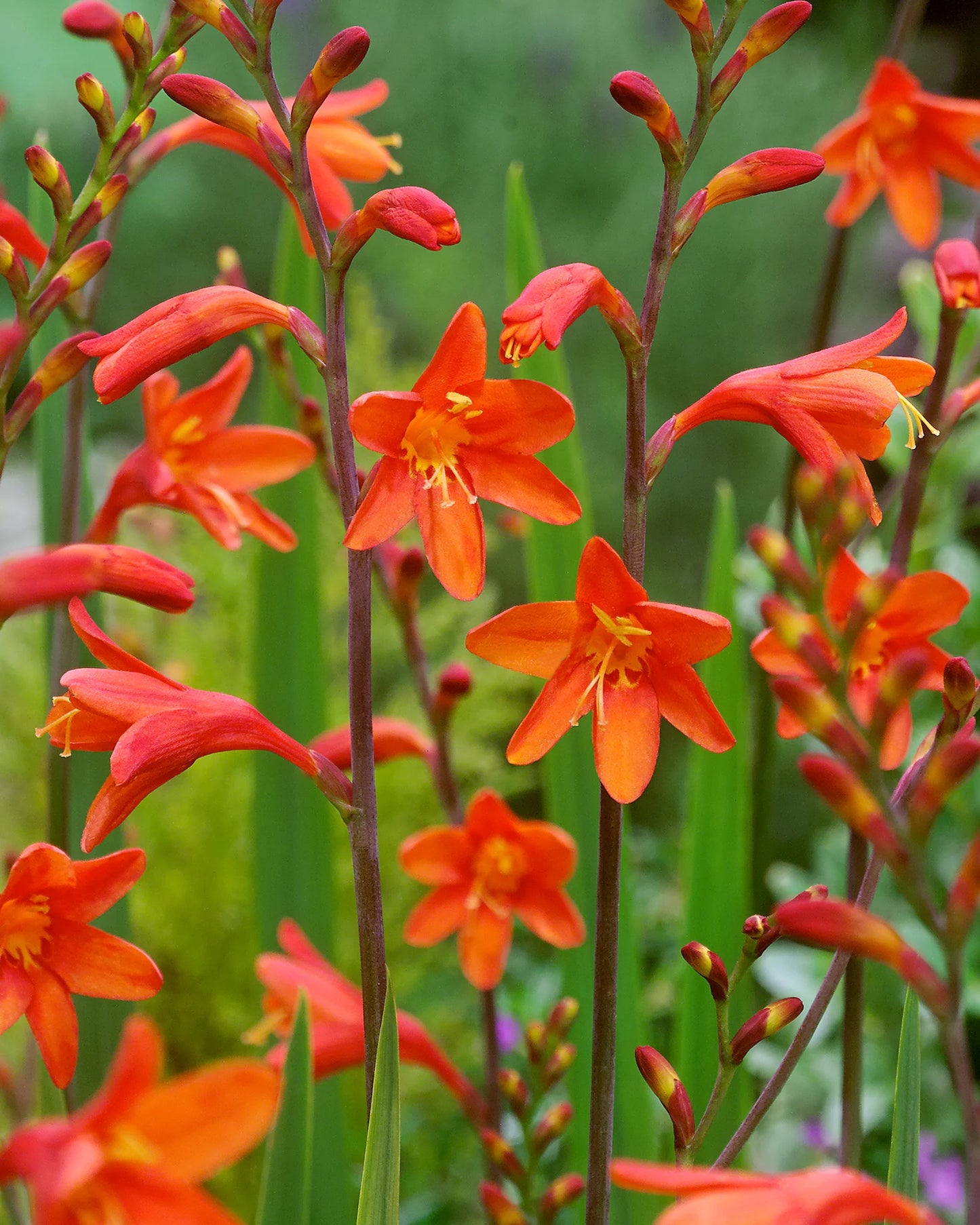 Fire King Crocosmia